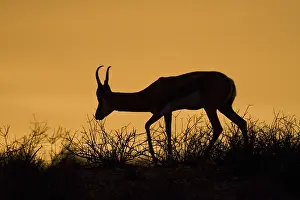 Bovid Mammal Prints: Springbok