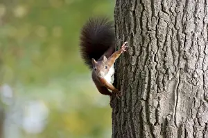 Central Europe Animals Prints: Squirrel (Sciurus), tree trunk, Germany