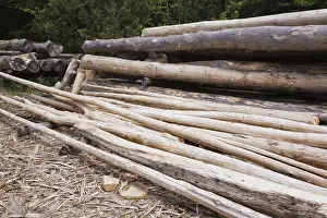 Forest Management Practices Prints: Stack of Eastern white pine tree logs