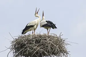 Prints of Two storks in the nest Related Prints: Two Storks in the Nest Print