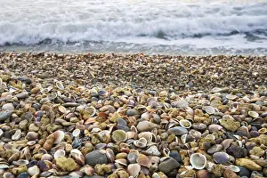 Beach Scenery Prints: Stranded seashells, beach