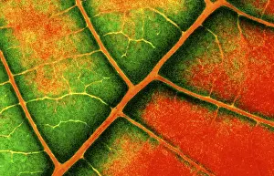 Green Leaf Details Prints: Structure of a leaf