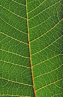 Full Frame Macro Photography Prints: Structure of a leaf