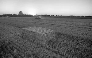 Prints of Stubble processing after the grain harvest, processing of straw into square bales, agriculture, black and white, Stuttgart, Baden-Wurttemberg, Germany Stubble processing after the grain harvest Stuttgart Prints: Stubble Processing Print - Stuttgart, Germany