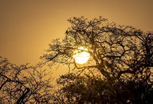 African Savannah Scene Prints: Sun setting behind leafless trees