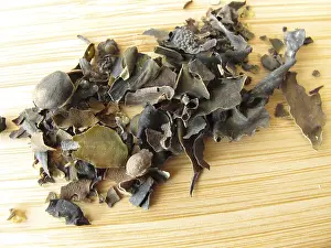 Alternative Medicine Prints: Fucus Tang Print, Marine Algae Image