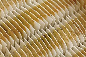 Prints of Detail on tea bags neatly arranged in box, Liptovsky Hradok, Slovakia Slovakia Prints: Tea Bag Print, Liptovsky Hradok, Slovakia