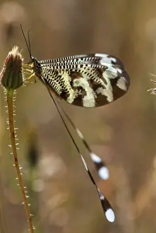 Spanish Insects Prints: Below thread lacewing, threadlike