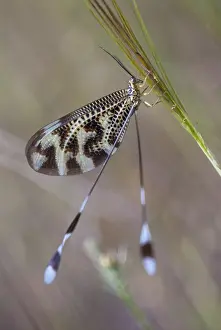Nemoptera Bipennis Prints: Below thread lacewing, threadlike