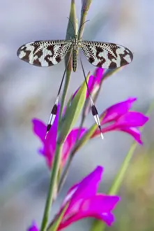 Extremadura Insects Prints: Below thread lacewing, threadlike