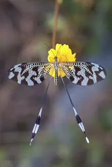 Nemoptera Bipennis Prints: Below thread lacewing, threadlike