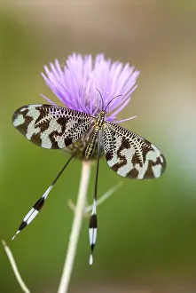 Nemoptera Bipennis Prints: Below thread lacewing, threadlike