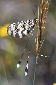 Nemoptera Bipennis Prints: Below thread lacewing, threadlike
