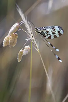 Extremadura Insects Prints: Below thread lacewing, threadlike