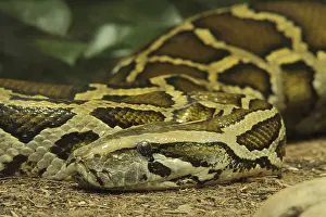Prints of Tiger python (Python molurus), captive Indian Python Prints: Print of Tiger python (Python molurus), captive