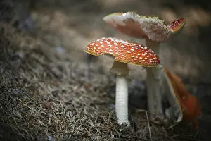 Red Toadstool Prints: Toadstool