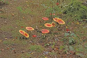 Higher Fungus Types Prints: Toadstools