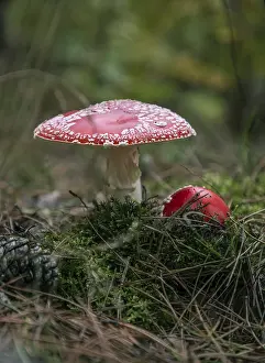 Moss Covered Landscape Prints: Two toadstools in the forest, surrounded by moss and needles