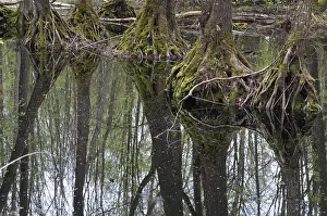 Wooded Landscape Prints: Tree, trees, mirror, reflection