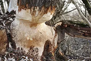 Tree Trunk Gnawed by Beavers Print