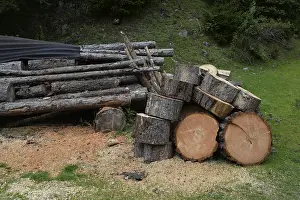Timber Industry Images Prints: Tree trunks, tree trunk, trunks