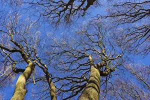 Tree Crown Perspective Prints: Treetops in spring
