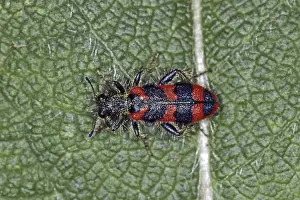 Trichodes Apiarius Prints: Trichodes apiarius, bee wolf