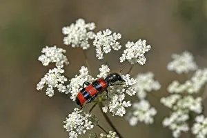 Prints of Trichodes apiarius, bee wolf Checkered Beetle Prints: Trichodes apiarius Print - Bee Wolf Insect Species