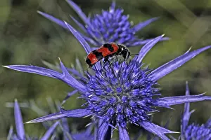 Trichodes Apiarius Prints: Trichodes apiarius, bee wolf
