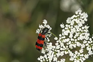 Prints of Trichodes apiarius, bee wolf Checkered Beetle Prints: Trichodes apiarius Bee Wolf Print