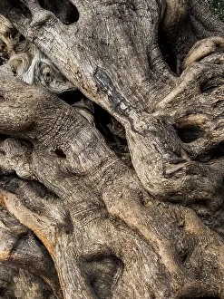 Prints of The trunk of a very old olive tree in Palma, Majorca, Spain Austria Palma Prints: Print of an Ancient Olive Tree in Palma, Majorca