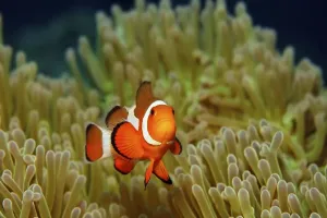 Ocellaris Clownfish Print with Anemone