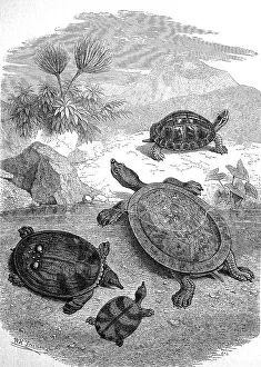 Framed Print : Turtles on Java Beach Print, circa 1880