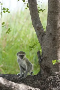 Vervet monkey (Chlorocebus sabaeus)