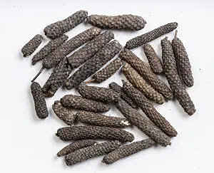 Gray Ceramic Plate Prints: Top view of java long pepper close up on gray ceramic plate