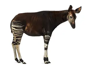 Prints of Side view of an Okapi standing, Okapia johnstoni, isolated on white Johnstoni Prints: Okapi Side View Print - Okapia johnstoni
