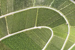 View From Above Vineyard Prints: Vineyard from above