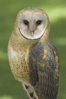 Western Barn Owl (Tyto alba), Alberta