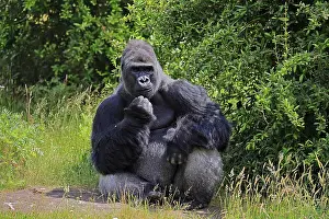 Prints of Western Gorilla Print - Adult Male Silverback : Trending Image