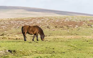 United Kingdom Travel Photography Prints: Wild Horses from Dartmoor Park