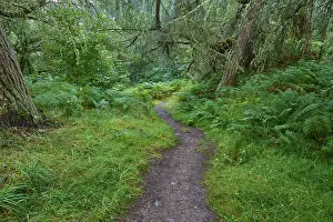 United Kingdom Travel Photography Prints: A winding path crosses a lush, green forest with thick vegetation