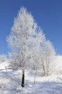 Deserted Winter Landscape Prints: Winter tree