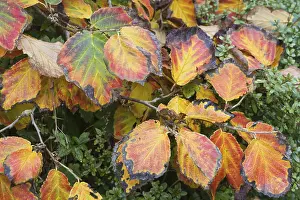 Prints of Witch hazel (Hamamelis intermedia Diane), autumn foliage, Hanover, Lower Saxony, Germany Hanover Prints: Witch Hazel Print, Autumn Foliage in Hanover, Germany