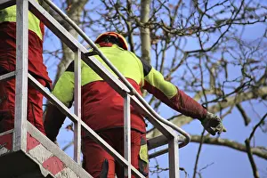 Green Space Management Prints: Workers on the work platform pruning or maintaining trees