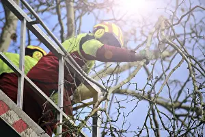 Green Space Management Prints: Workers on the work platform pruning or maintaining trees