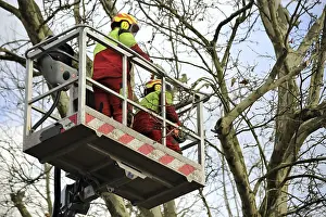 Green Space Management Prints: Workers on the work platform pruning or maintaining trees