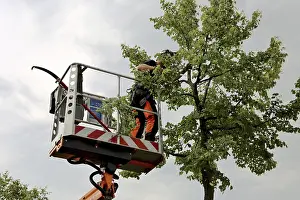 Green Space Maintenance Prints: Workers on the work platform pruning or maintaining trees
