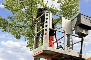 Green Space Management Prints: Workers on the work platform pruning or maintaining trees