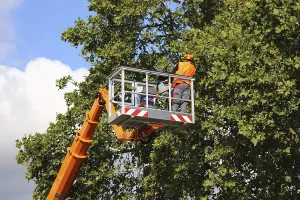 Construction Equipment Use Prints: Workers on the work platform pruning or maintaining trees
