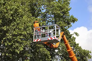 Green Space Management Prints: Workers on the work platform pruning or maintaining trees